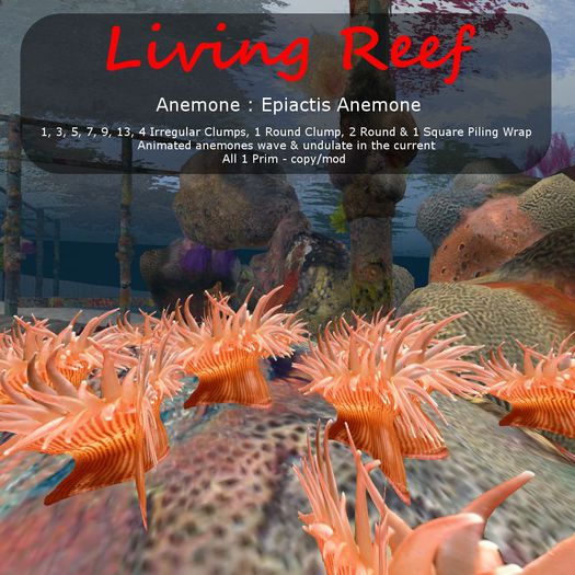 Inochi Reef : Anemone ""