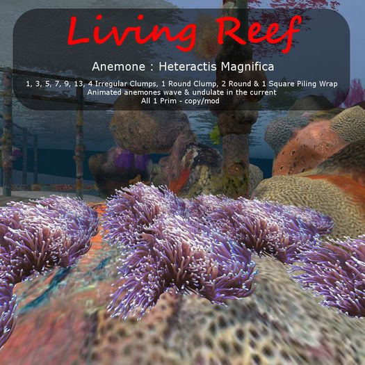 Inochi Reef : Anemone ""