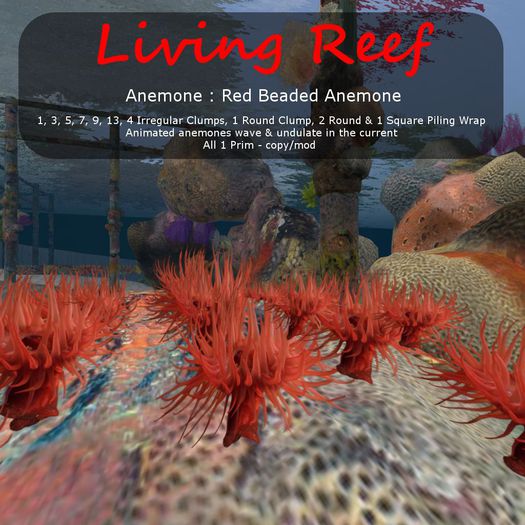 Inochi Reef : Anemone ""