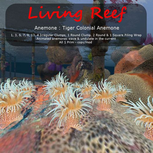 Inochi Reef : Anemone ""