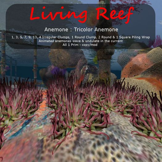 Inochi Reef : Anemone ""