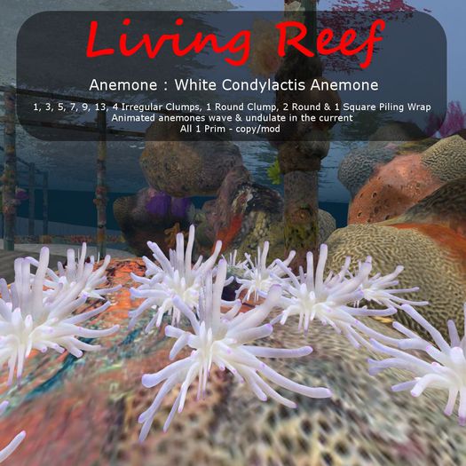 Inochi Reef : Anemone ""