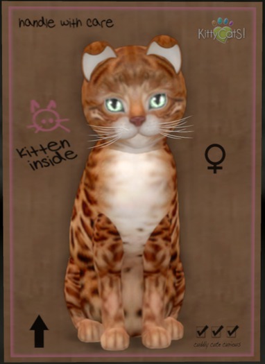 KittyCatS Box - Bengal - Copper