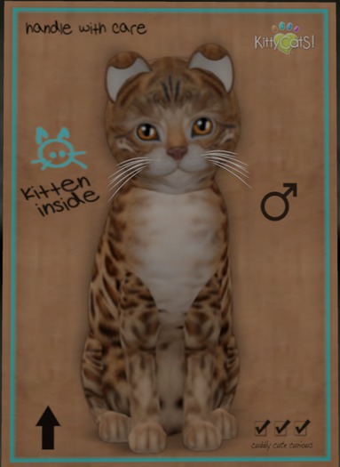 KittyCatS Box - Bengal - Sorell