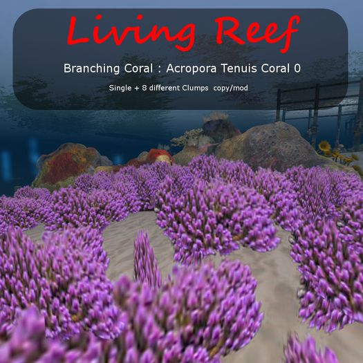 Inochi Reef : Branching Coral - Acropora Tenuis Coral 0