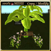 Banana Tree and Daisies 2