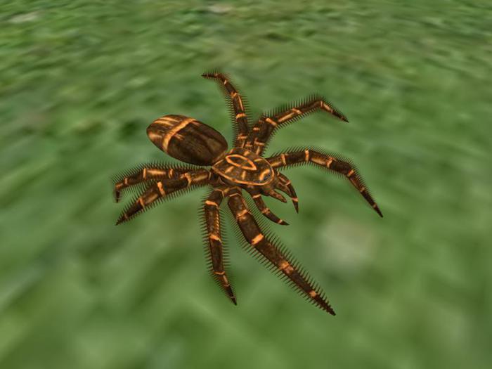 TM Crawling Spider Above Ground
