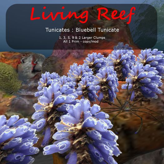 Bluebell Tunicate - Boxed
