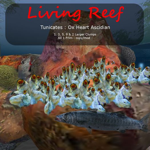 Inochi Reef : Tunicates - Ox Heart Ascidian