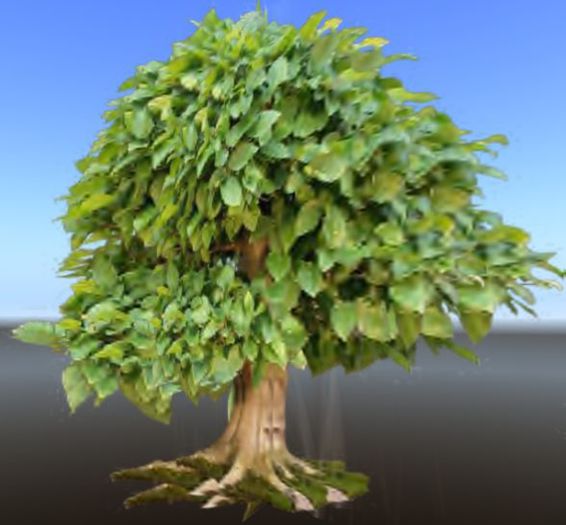 China Green Bush Tree