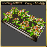 LW_ Primroses in Planter 8