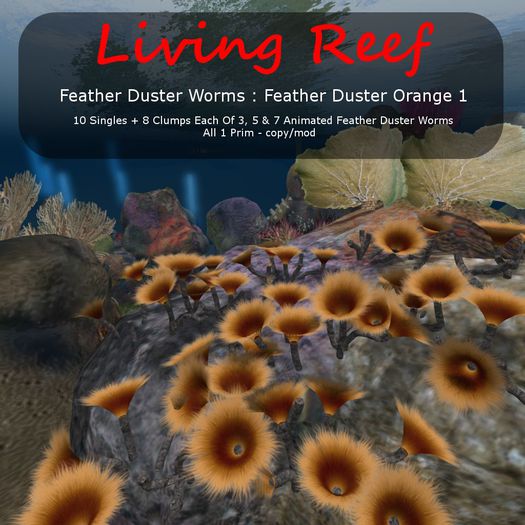 Inochi Reef : 