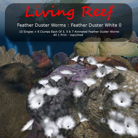 Inochi Reef : Feather Duster White 0