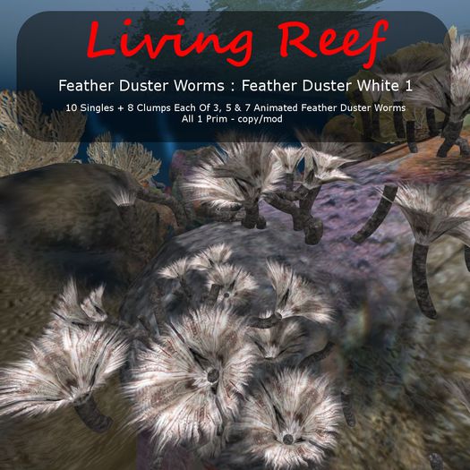 Inochi Reef : 