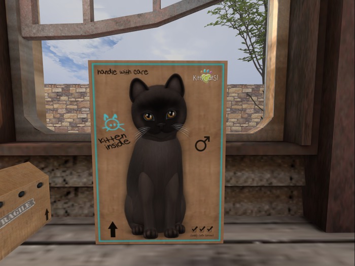 KittyCatS Box - Burmese - Sable