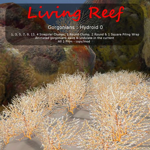 Inochi Reef : Gorgonians - 