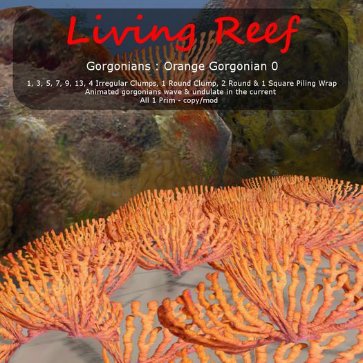 Inochi Reef : Gorgonians - 