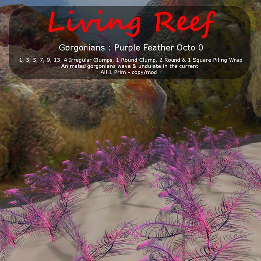 Inochi Reef : Gorgonians - 