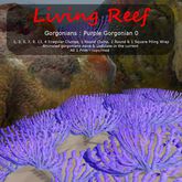Inochi Reef : Gorgonians - 