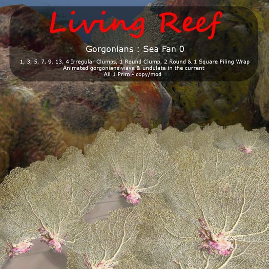 Inochi Reef : Gorgonians - Sea Fan 0