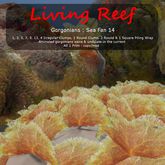 Inochi Reef : Gorgonians - Sea Fan 14