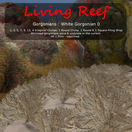 Inochi Reef : Gorgonians - 