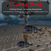 Inochi Reef : Orbiting Schools - Sheepshead