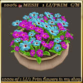 LW_ Mesh Pot of Primroses 7