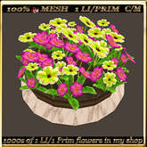 LW_ Mesh Pot of Primroses 13
