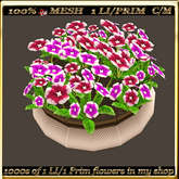 LW_ Mesh Pot of Primroses 14