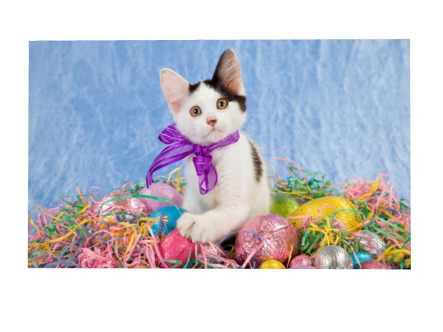 Happy Easter Cat