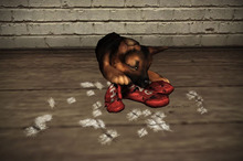 JIAN Scruffy Shepherds BOX 15. Toy Destroyer