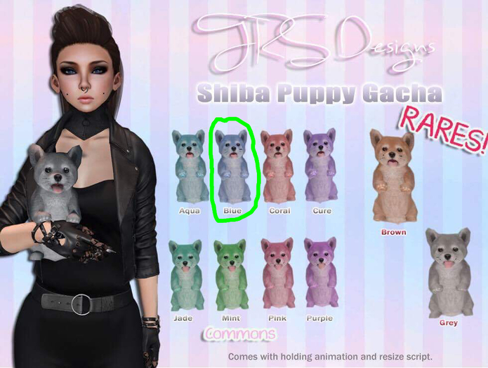 Shiba Puppy Common Blue
