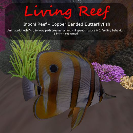 Inochi Reef - Copper Banded Butterflyfish - Boxed