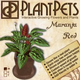 PlantPet Seed [Maranta *Red*]