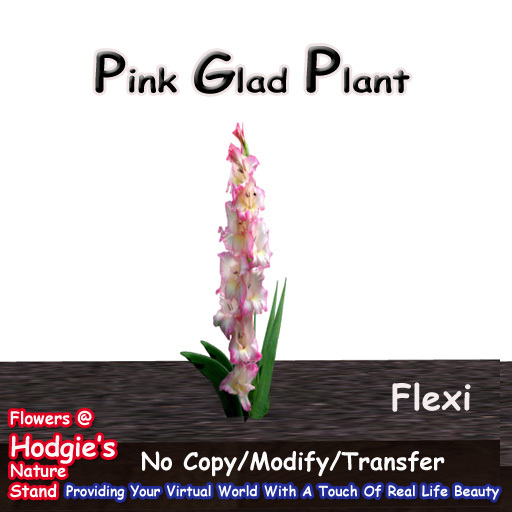 Hodgie's Flowers & Plants - Pink (Glads) Gladiolus Flexi Flowers