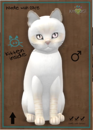 KITTEN BOX - M 9T Balinese - Cream Lynx