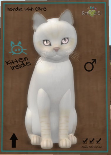 KITTEN BOX - M 9T Balinese - Cream Lynx "