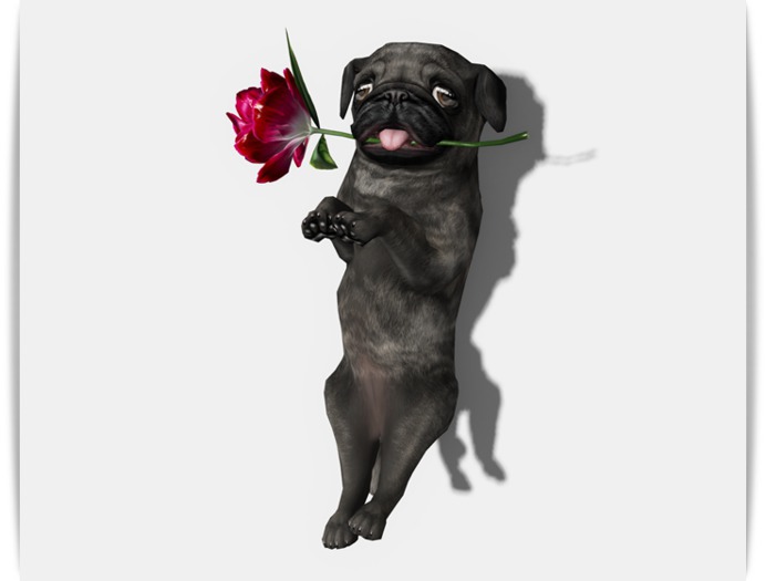 JIAN Love Pugs 18. Brindle Held