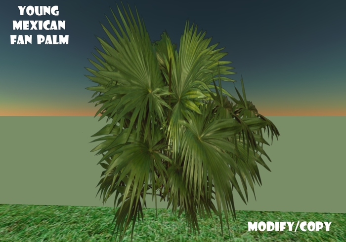 Young Mexican Fan Palm (Flexi)