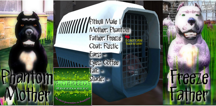 BB Pitbull Box