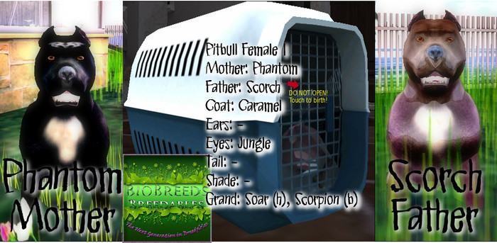 BB Pitbull Box