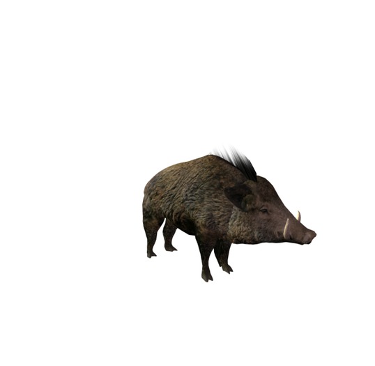 Wild Boar