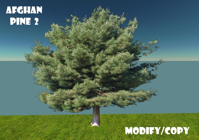Afghan Pine Tree 2 (Flexi)