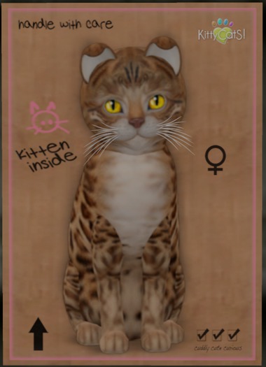 KittyCatS Box - Bengal - Sorell