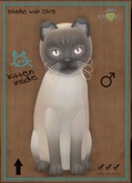 KittyCatS Box - Tonkinese - Blue Mink