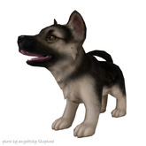 JIAN Scruffy Shepherds 11. Wander Pup Silver Black [Gacha]