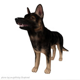 JIAN Scruffy Shepherds BOX 3. Adult Companion RARE [Gacha]