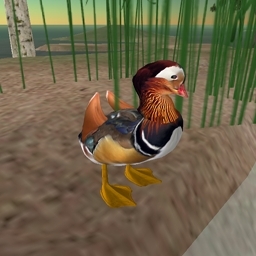 Standing Mandarin Male Duck