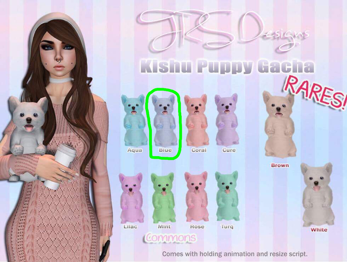 Kishu Puppy Common Blue